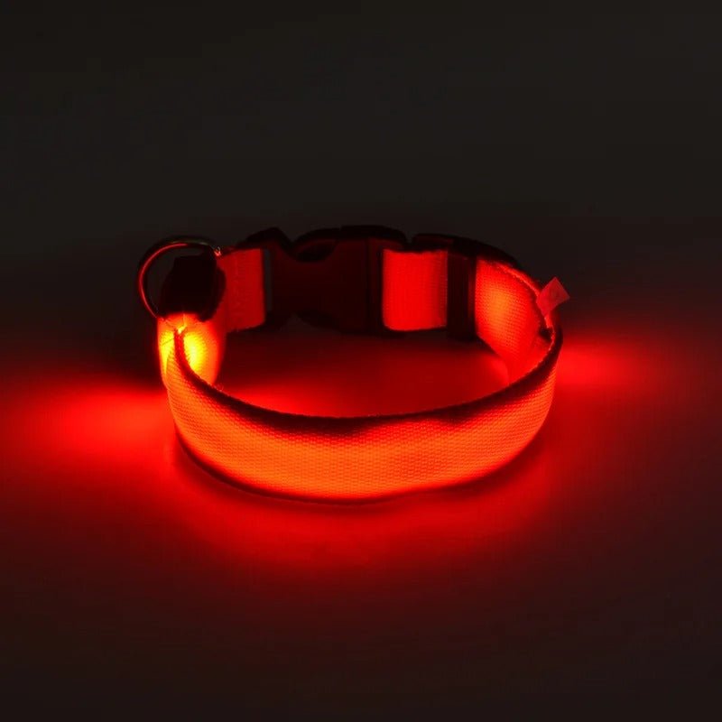 Collier Lumineux Pour Chien - Chien à vie