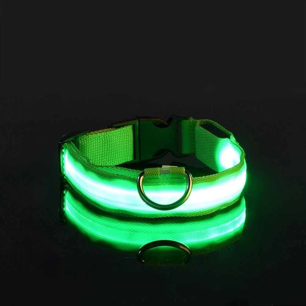 Collier Lumineux Pour Chien - Chien à vie