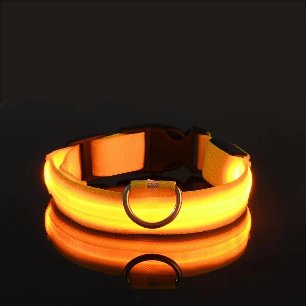 Collier Lumineux Pour Chien - Chien à vie