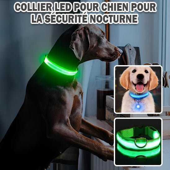 Collier Lumineux pour Chien | chien à vie - Chien à vie