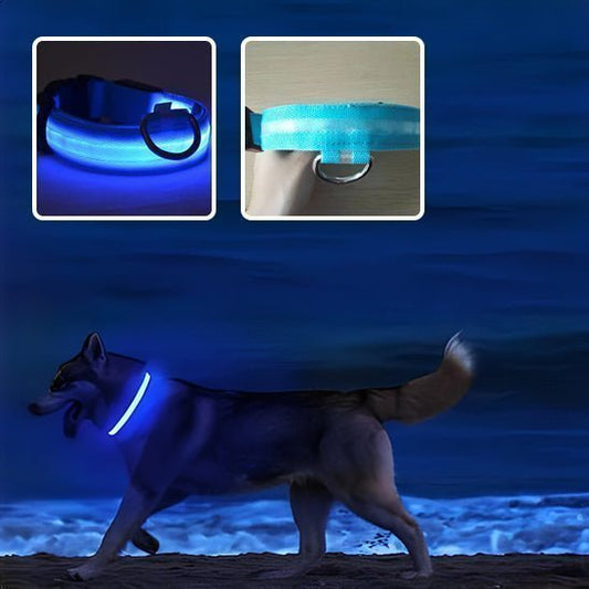 Collier Lumineux pour Chien | chien à vie - Chien à vie