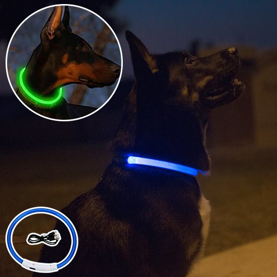 Collier Lumineux Pour Chien | Rechargeable - Chien à vie