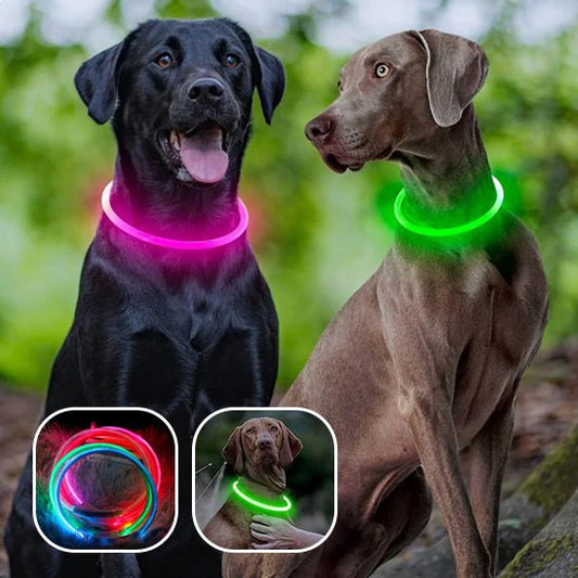 Collier Lumineux Pour Chien | Rechargeable - Chien à vie