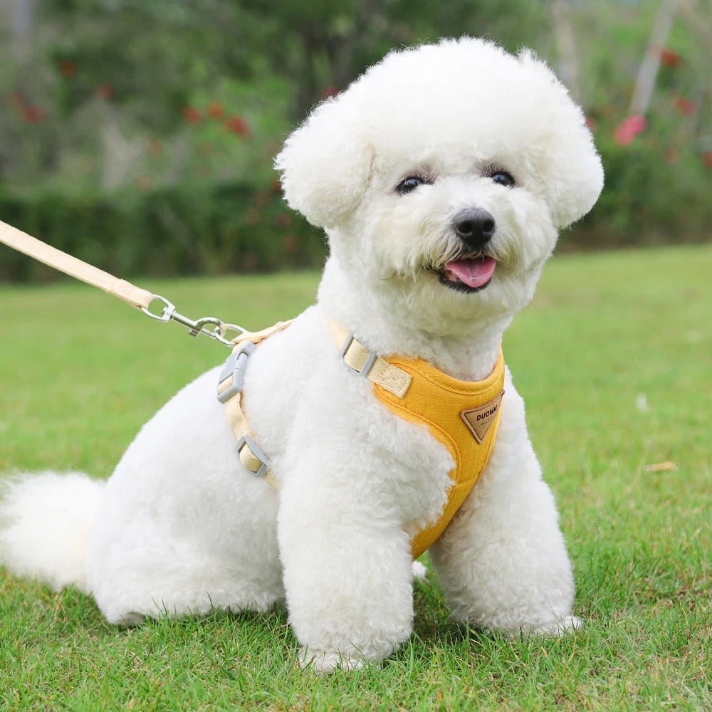 Harnais et Laisse Pour Petit Chien - Chien à vie