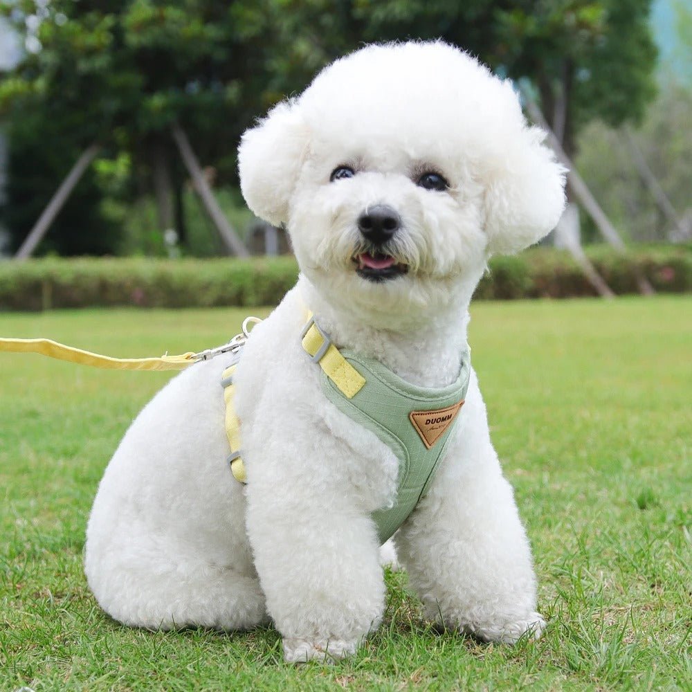 Harnais et Laisse Pour Petit Chien - Chien à vie