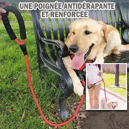 Laisse pour chien | renforcée - Chien à vie